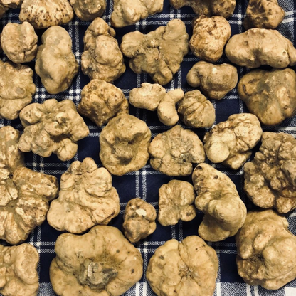 Truffe blanche fraîche d'Alba Tuber Magnatum Pico