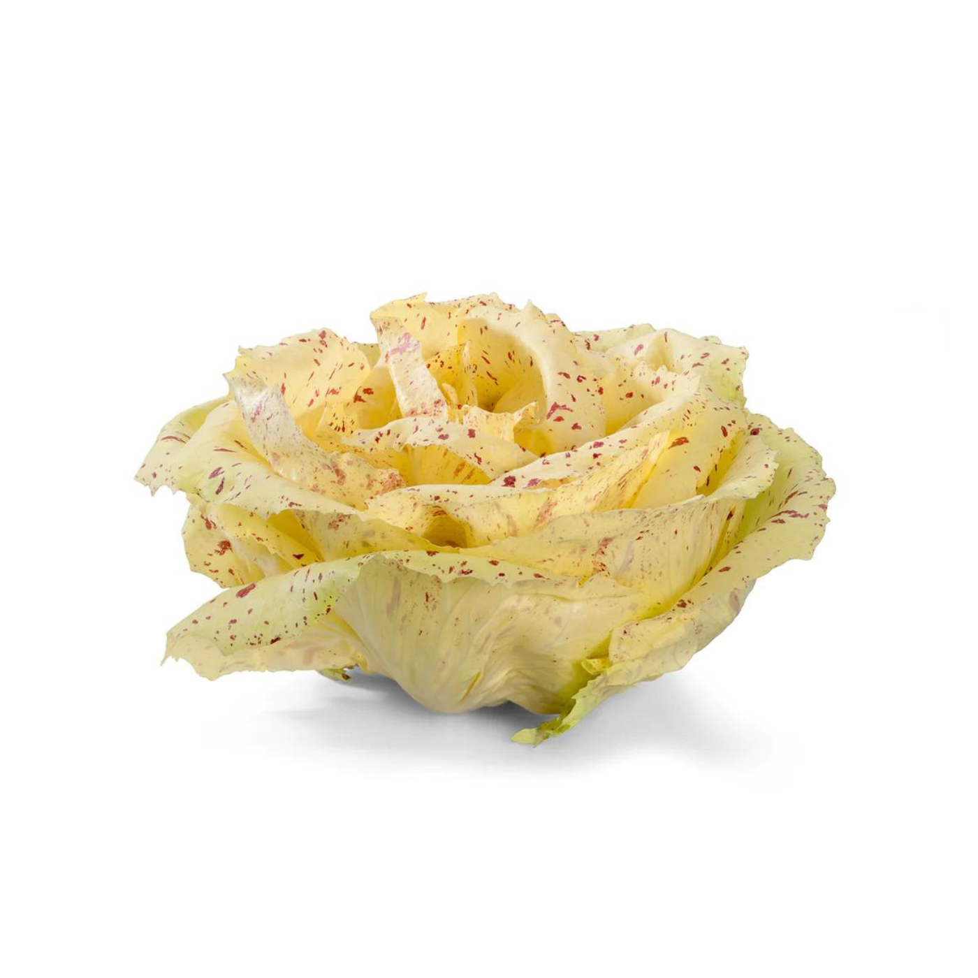 Radicchio Variegato